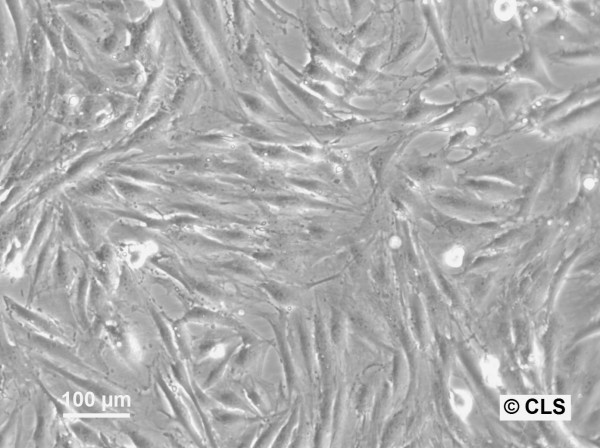 HROG02 Cells