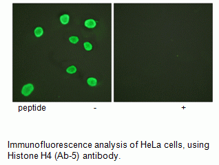 Anti-Histone H4 (Ab-5)
