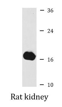 Anti-GRP / Gastrin releasing peptide