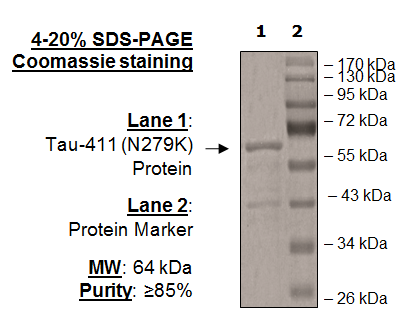 Tau-441 (N279K) Protein