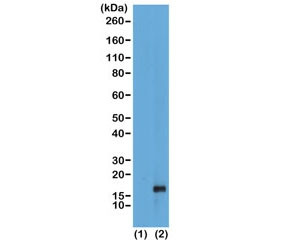 Anti-H3K79me1 / Monomethyl Histone H3 Lysine 79, clone RM147 (recombinant antibody)