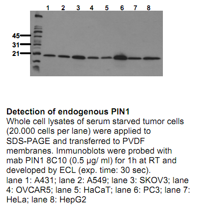 Anti-PIN1 (human), clone 8C10