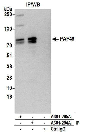 Anti-PAF49