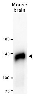 Anti-Cadherin-N/N-Cadherin, clone 13A9