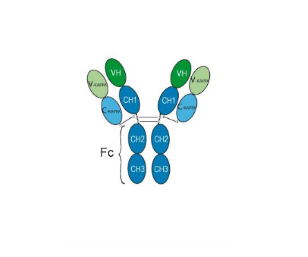 Raludotatug (Anti-CDH6 Antibody)