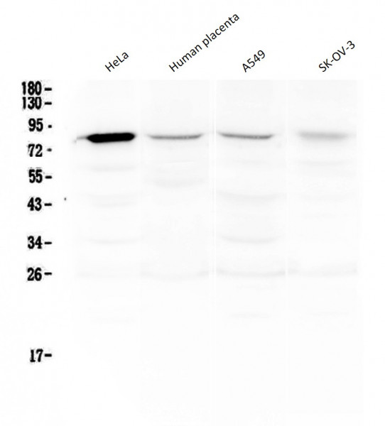 Anti-POLI / DNA Polymerase Iota