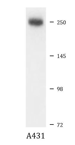 Anti-Laminin B1