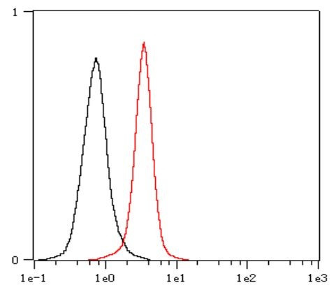 Anti-CD10, clone SQab1873