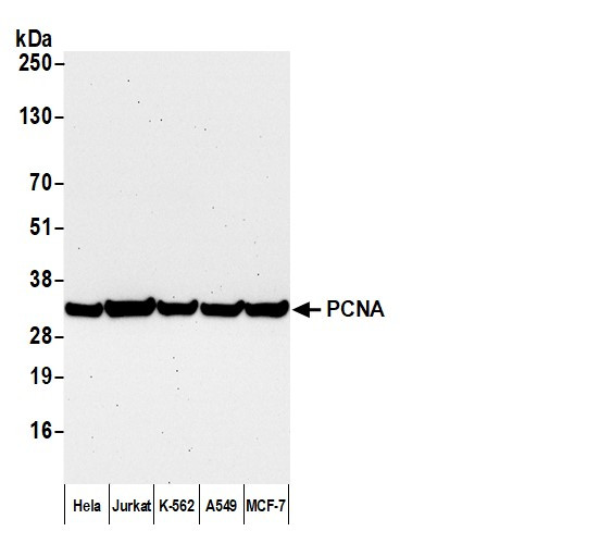Anti-Mouse IgG-heavy and light chain cross-adsorbed