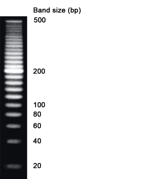 NZYDNA Ladder IV, 20-500 bp
