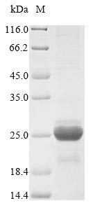 Dehydrin DHN1 (DHN1), Hordeum vulgare, recombinant