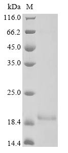 Anterior gradient protein 2 homolog (Agr2), mouse, recombinant