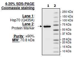 Hsp70 (Q435A), C-terminal His-tag, human recombinant protein