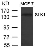 Anti-SLK