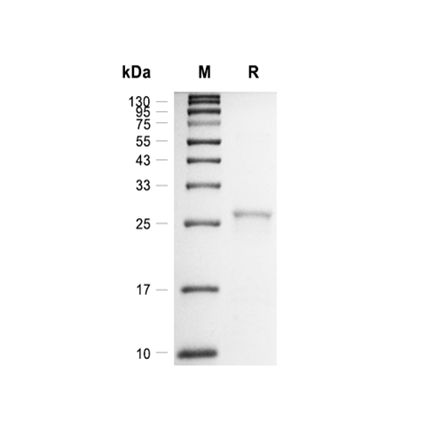 Oncostatin M Recombinant (Human)