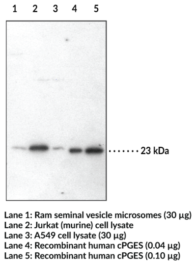 Anti-Prostaglandin E Synthase (cytosolic)