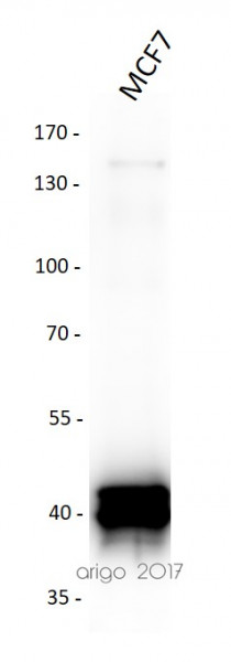 Anti-Cytokeratin 19, clone A53-B/A2
