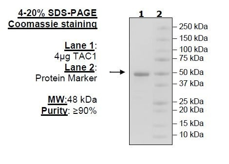 TAC1, Fc Fusion (IgG1) Avi-Tag, Biotin Labeled, HiP(TM)