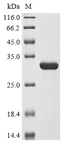 Nucleoside-specific channel-forming protein tsx (tsx), Escherichia coli O157:H7, recombinant