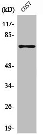 Anti-PTPN11