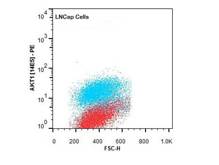 Anti-AKT1 Phycoerythrin Conjugated, clone 14E5.A2.B2.H9