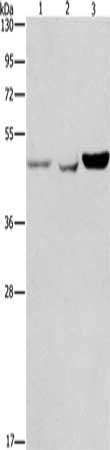 Anti-ACP2