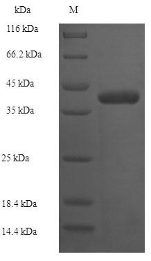 1-Acyl-sn-glycerol-3-phosphate acyltransferase (plsC), Escherichia coli, recombinant