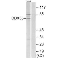 Anti-DDX55