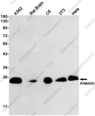 Anti-Recombinant Artemin, clone C132664
