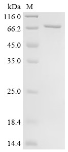 T-box transcription factor TBX21 (TBX21), human, recombinant