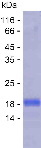 Recombinant Human PSD4 Protein