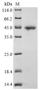 Heat shock 70 kDa protein, partial, chicken, recombinant