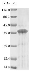 G-protein coupled receptor 157 (GPR157), human, recombinant