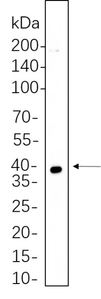Anti-Recombinant MEK3, clone 2D3