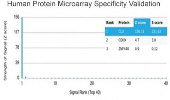 Anti-Clusterin / Apolipoprotein J / APO-J, clone CLU/4722