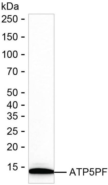 Anti-ATP5PF