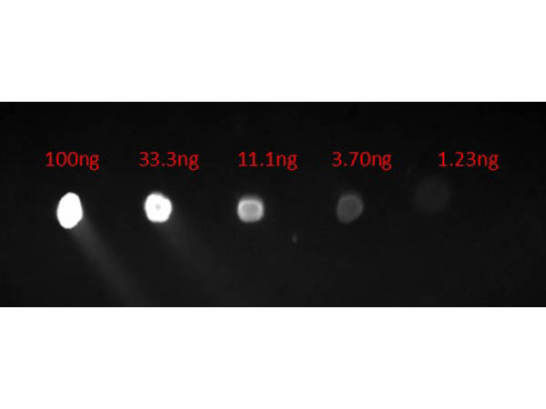 Anti-Human IgG (H&amp;L) [Chicken] Fluorescein conjugated