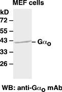Anti-G.alpha.o, monoclonal