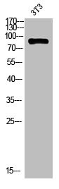 Anti-ANKRD20A1