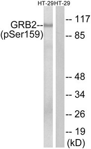 Anti-Phospho-GAB2 (Ser159)
