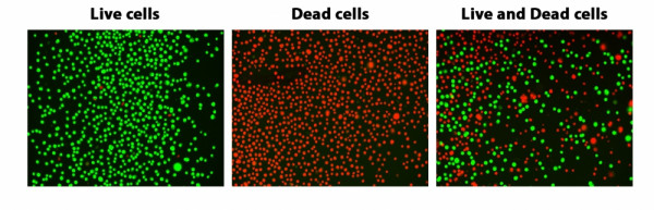 ReadiView(TM) Green/Red Viability Stain