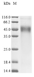 Ketohexokinase (Khk), mouse, recombinant