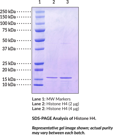 Histone H4 (human, recombinant, His-tagged)