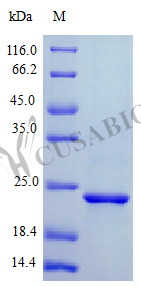 Ciliary neurotrophic factor protein (CNTF) (Active), human, recombinant