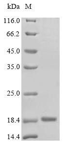 Thyrotropin subunit beta (Tshb), rat, recombinant