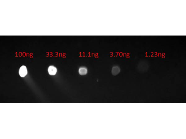 Anti-Human IgG F(c) [Goat] (Min X Mouse serum proteins) Fluorescein conjugated