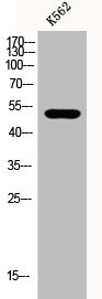 Anti-EIF2B3
