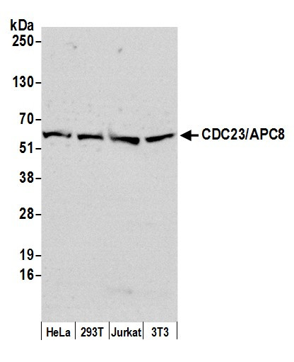 Anti-CDC23/APC8