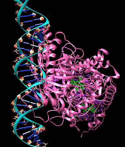 ADAR_Protein_structure