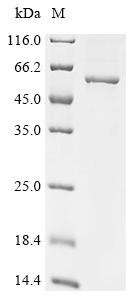 T-complex protein 11-like X-linked protein 2 (TCP11X2), recombinant human